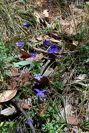 Wahlenbergia gloriosa at Mount Buffalo National Park