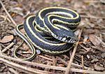 Western terrestrial garter snake juvie