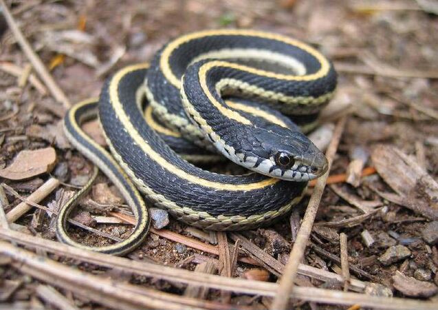 Western terrestrial garter snake juvie