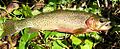 Westslope cutthroat trout USGS