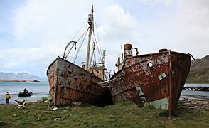Whaling and Sealing Ships at Grytviken, South Georgia (5686062332)
