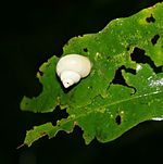 White snail Diwan Queensland