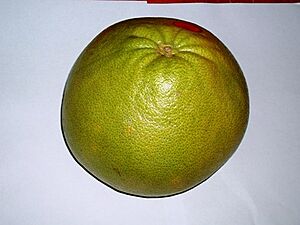 Whole pomelo
