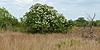 Wild Olive (Cordia boissieri), FM 1017, Jim Hogg County, Texas, USA (10 April 2016).jpg