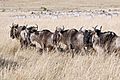 Wildebeests in the Masaai Mara