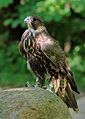 Сокол балобан на обучении (Falco cherrug)