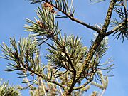 20160118Pinus sylvestris1