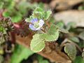 20170223Veronica hederifolia1