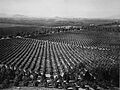 ARLINGTON HEIGHTS CITRUS GROVES, circa 1903