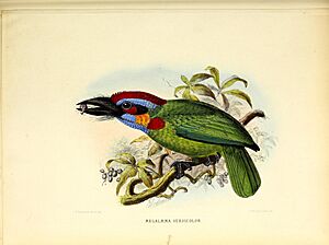 A monograph of the Capitonidæ, or scansorial barbets (19987694210)