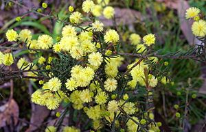 Acacia aculeatissima (Thin-leaf Wattle). (24368360674).jpg