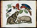 Albertus Seba - Molucca Opossum, Didelphis molucca and Armadillo, Tolypeutes matacus - Google Art Project