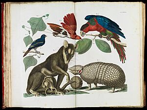 Albertus Seba - Molucca Opossum, Didelphis molucca and Armadillo, Tolypeutes matacus - Google Art Project