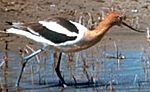 AmericanAvocet23