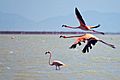 American Flamingo Flamenco Phoenicopterus Ruber (67375537)