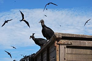 American black vulture in Puerto Lopez