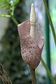Amorphophallus excentricus GotBot 2015 001