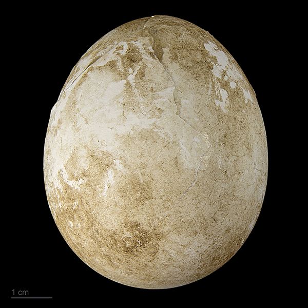 Aphrodroma MHNT.zoo.2010.11.43.24