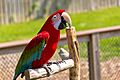 Ara chloroptera -Maryland Zoo, Baltimore, Maryland, USA-8a
