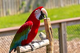 Ara chloroptera -Maryland Zoo, Baltimore, Maryland, USA-8a