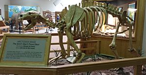 Arctodus Simus, Hot Springs, South Dakota