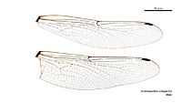 Austroaeschna subapicalis male wings (34888961472)