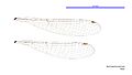 Austroagrion watsoni male wings (34695537881)