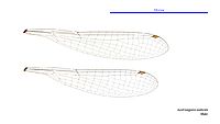 Austroagrion watsoni male wings (34695537881)