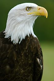 Bald Eagle - "Helga" - Haliaeetus leucocephalus2