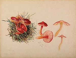 Beatrix Potter- Mycology. Source- Armitt Museum and Library
