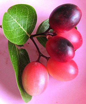 Bengal currant (Carissa carandas) fruits