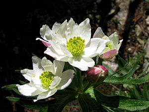 Berghähnlein (Anemone narcissiflora) Blüten nah.jpg