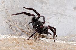 Black house spider02