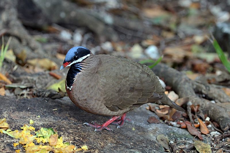 Blue-headed quail dove (Starnoenas cyanocephala)