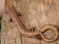 Bolitoglossa lignicolor