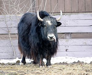 Bos grunniens - Syracuse Zoo