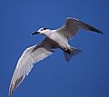 Cabot's Tern in Flight