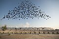 Cai Guo-Qiang Triangle Qatar