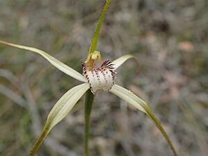 Caladenia christineae labellum