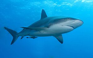 Caribbean reef shark