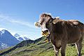 Cattle with calf weaner ring in Switzerland
