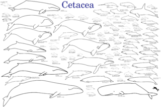 Cetaceans