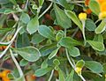 Chrysocephalum apiculatum 'Flambe Orange' Leaf Closeup 2600px