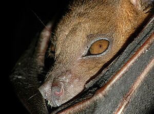Close-up of Cynopterus brachyotis (Lesser short-nosed fruit bat)