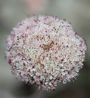 Coast Buckwheat flower