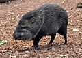 Collared Peccary in Paignton Zoo