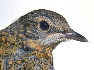 Cossypha caffra, juveniel, Pretoria, g