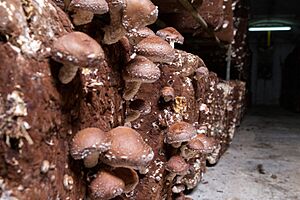 Cultivo tradicional de shiitake en Pradejón