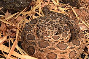 Daboia-siamensis-siamese-russells-viper-thailand.jpg