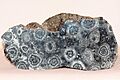 Diorite orbiculaire-5729~2016 11 03